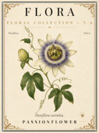 FLORA No. 6 - Passionflower Vintage Canvas