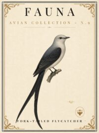 FAUNA No. 9 - Fork-tailed Flycatcher Vintage Canvas