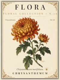 FLORA No. 10 - Chrysanthemum Vintage Canvas