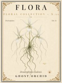 FLORA No. 11 - Ghost Orchid Vintage Canvas