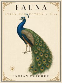 FAUNA No. 11 - Indian Peacock Vintage Canvas